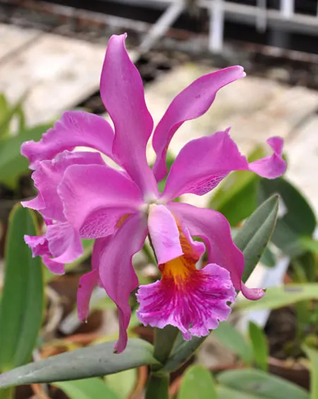 Cattleya Miss Harris (Cattleya schilleriana x Cattleya mossiae)