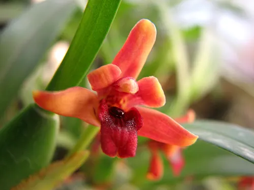 Maxillaria variabilis