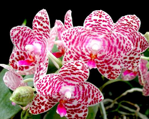 Phalaenopsis Brother Glory 'Long Fong'