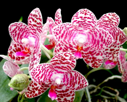 Phalaenopsis Brother Glory 'Long Fong'