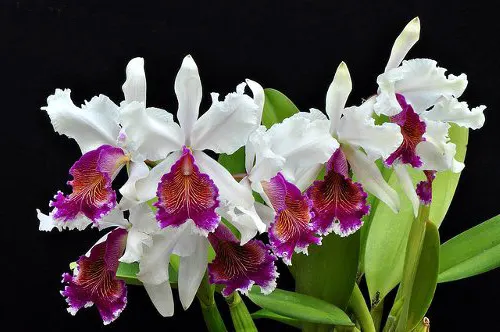 Cattleya x Hardyana semialba (seedling)