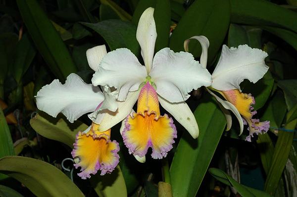 Cattleya Maggie Raphael (dowiana x trianae semi-alba)