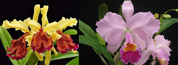 Cattleya Maggie Raphael purple (dowiana x trianae)