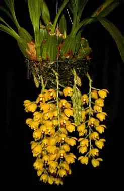 Acineta chrysantha