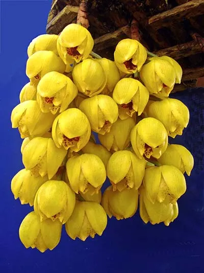 Acineta densa
