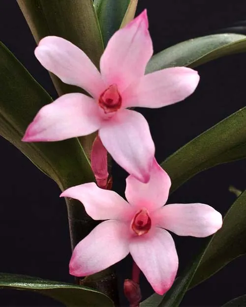 Camaridium scalariforme