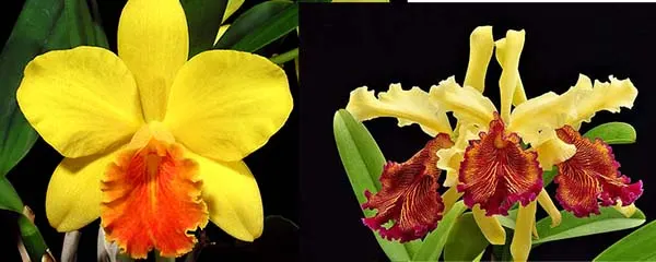 Cattleya Beaufort x dowiana aurea