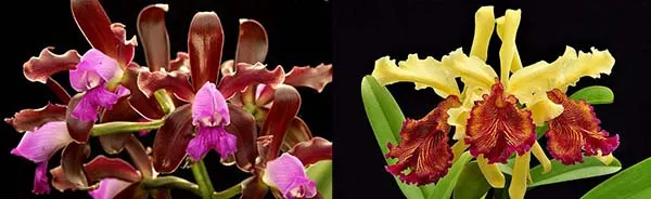Cattleya leopoldii x dowiana aurea