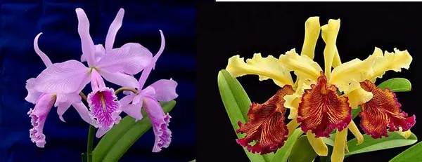 Cattleya maxima x dowiana