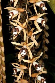 Coelogyne pulverula
