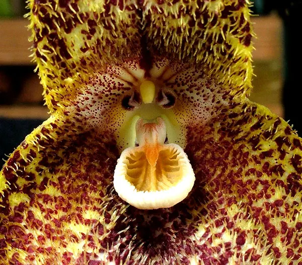 Dracula chiroptera