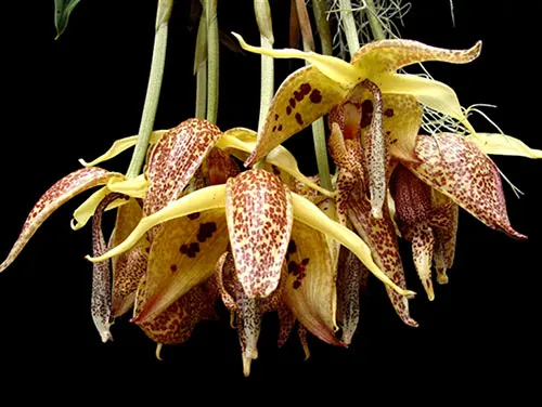 Embreea rodigasiana