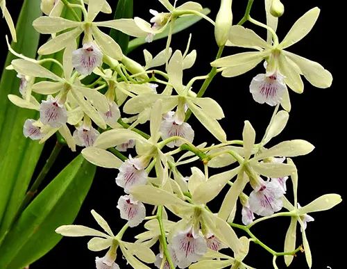 Encyclia profusa