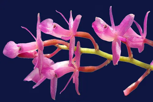 Epidendrum amethystinum