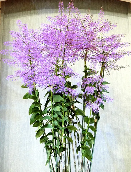 Epidendrum atacazoicum