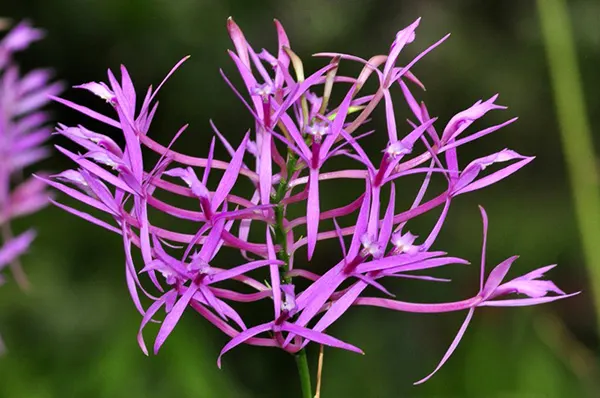 Epidendrum blepharoclinium