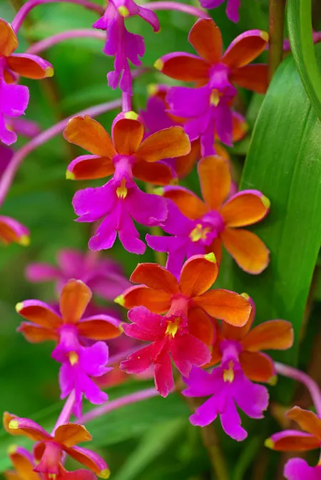 Epidendrum schweinfurthianum