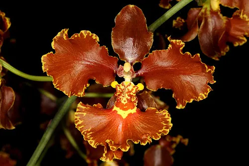 Gomesa novaesae