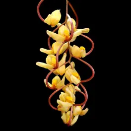 Gongora tridentata