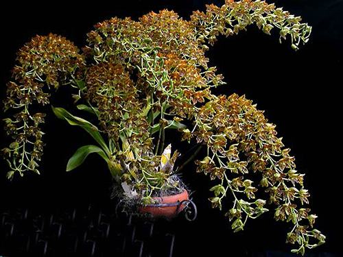 Grammatophyllum scriptum