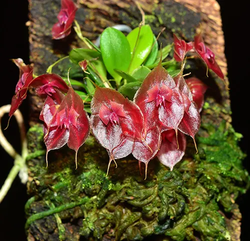 Lepanthes tsubotae