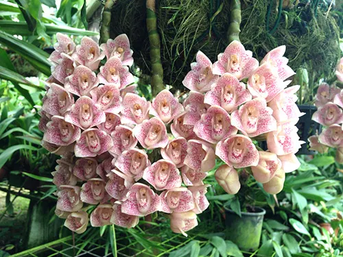 Lycomormium fiskei