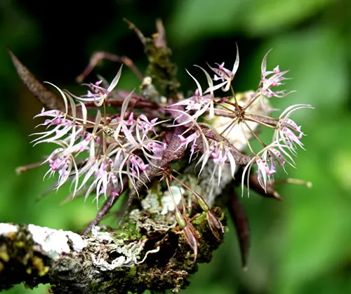 Macroclinium dalstromii