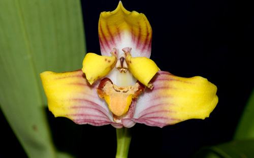 Maxillaria Johann Blatter
