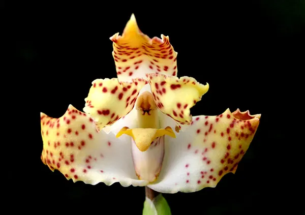 Maxillaria turkeliae
