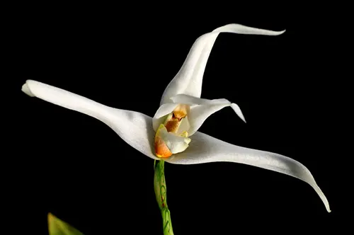 Maxillaria venusta