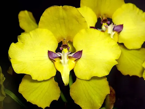 Oncidium macranthum