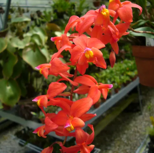 Oncidium noezlianum