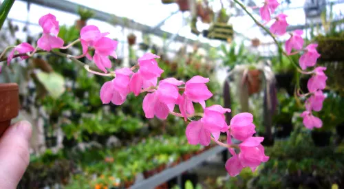 Oncidium strictum