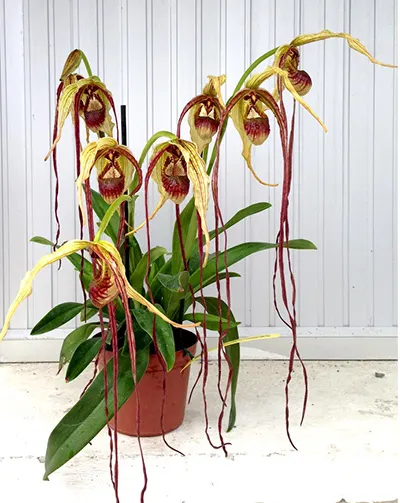 Phragmipedium warszewiczianum 'Fortuna'