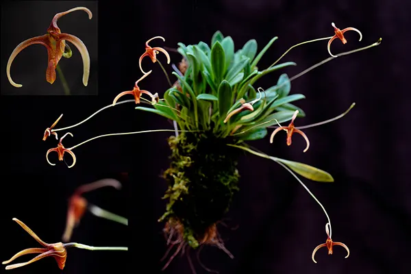 Porroglossum dreisei