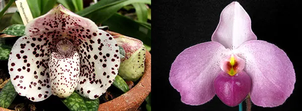 Paphiopedilum Ho Chi Minh x bellatulum
