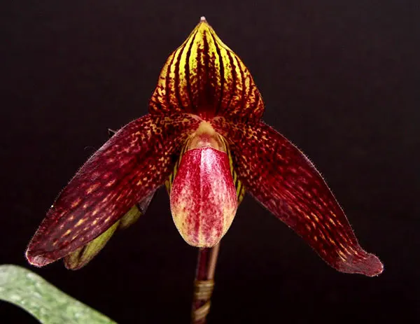 Paphiopedilum bellatulum 'Bear-34' x anitum 'Bear-4'