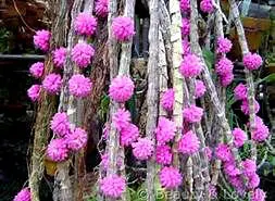 Dendrobium purpureum
