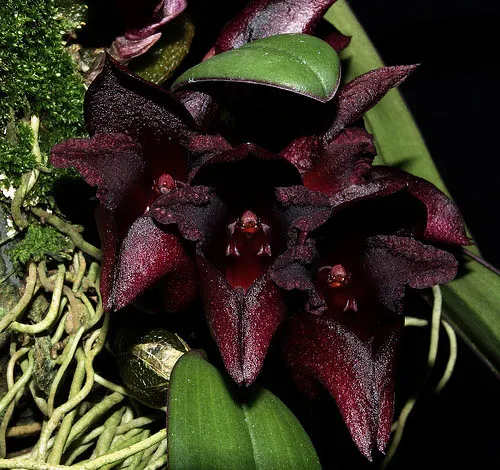 Bulbophyllum cruentum