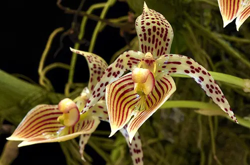 Bulbophyllum costatum