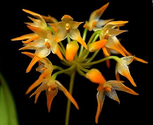 Bulbophyllum cephalophonum