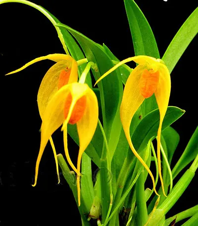Bulbophyllum ankylochele
