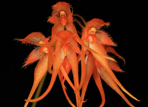 Bulbophyllum taiwanense