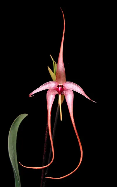 Bulbophyllum echinolabium