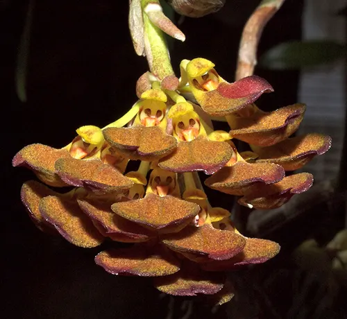 Bulbophyllum spathulatum