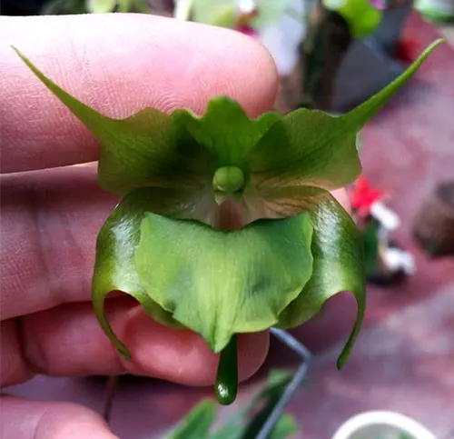 Aeranthes ramosa