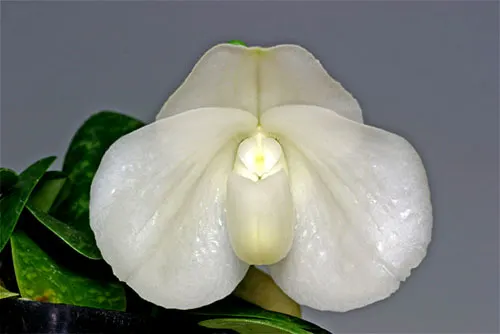 Paphiopedilum bellatulum album