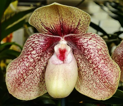 Paphiopedilum bellatulum 'Bear-43' x hangianum 'Bear-121'