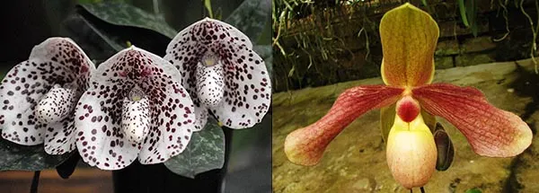 Paphiopedilum Hung Sheng Knight x bellatulum