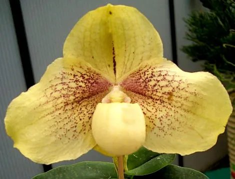 Paphiopedilum leucochilum x hangianum 'Big Bear'
